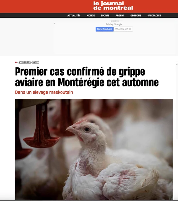 Premier cas confirmé de grippe aviaire en Montérégie cet automne
Dans un élevage maskoutain