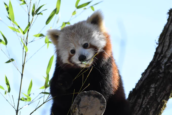 A red panda nibbling on leaves while perched on a tree branch against a clear blue sky.