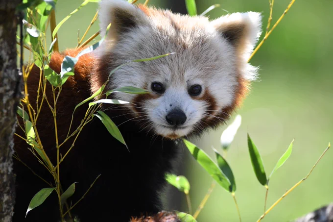 A red panda peeks out from behind green leaves in a natural setting, looking directly at the camera with a curious expression.