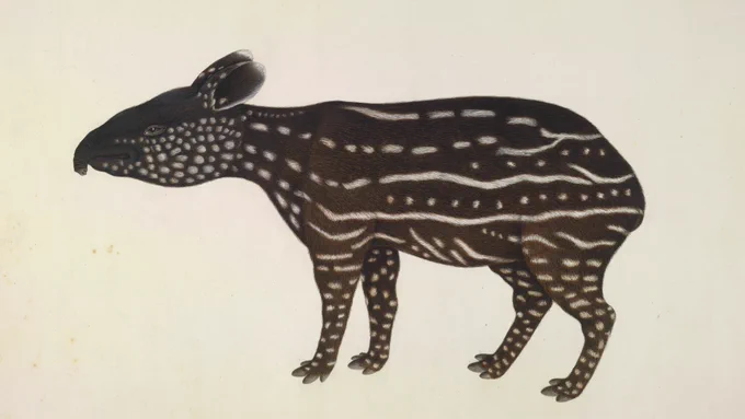 An illustration of a young Malay Tapir