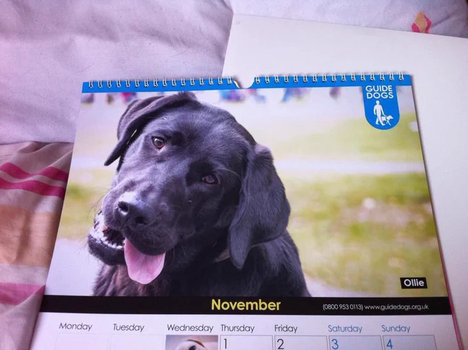 A side head shot of Ollie on the page of the guide dog 2018 calendar. His mouth is open with his tongue out and there’s a pals green back ground