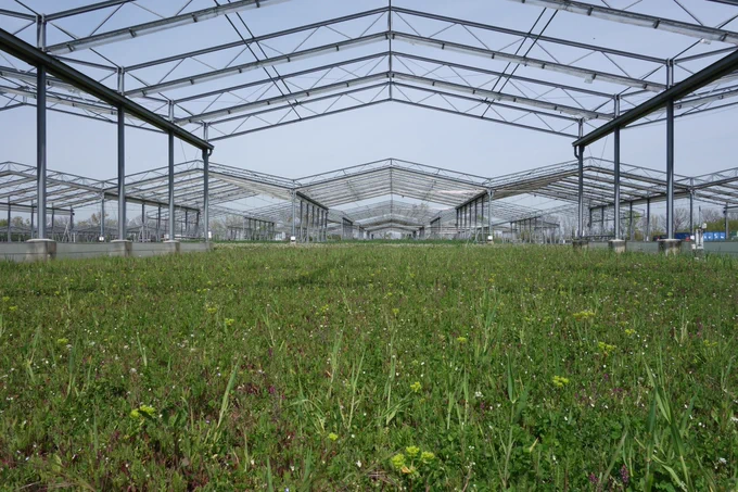 Versuchsfläche mit nachhaltiger Grünlandnutzung im Feldexperiment „Global Change Experimental Facility“ des Helmholtz-Zentrums für Umweltforschung (UFZ) in Bad Lauchstädt. Die Dachkonstruktionen simulieren zukünftige Klimabedingungen wie Sommertrockenheit und Erwärmung. Foto: Marie Sünnemann