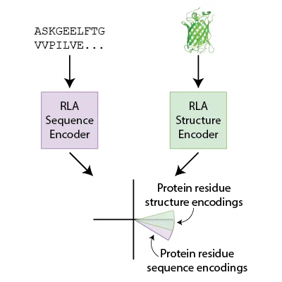 A schematic depicts the Residual Level Alignment model training approach, which yields protein residue sequence and structure encodings by aligning sequence and structure encoders in the same latent space. At the top is a seemingly random series of letters followed by an ellipsis on the left and a green protein structure on the right, each pointing below to purple and green boxes labeled “RLA sequence encoder” and “RLA structure encoder,” respectively. These boxes both point to a black coordinate below, where protein residue sequence and structure encodings are represented by purple and green sections of circular arc fanning out from the origin along the horizontal axis.