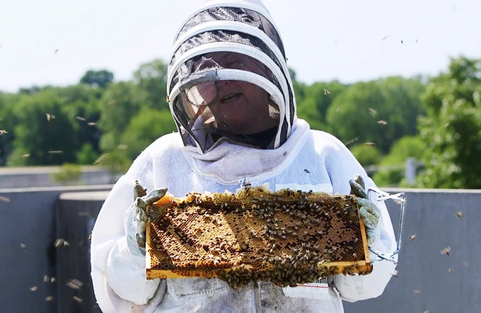 A beekeeper in protective gear holds a honeycomb frame with bees outdoors.