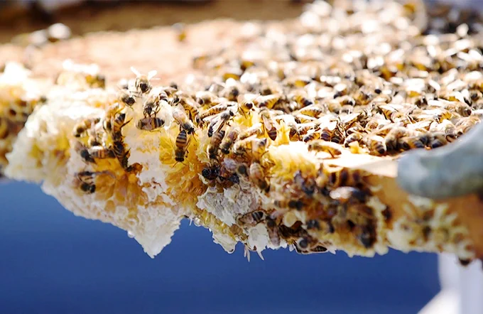 Close-up of honeycomb covered with bees.