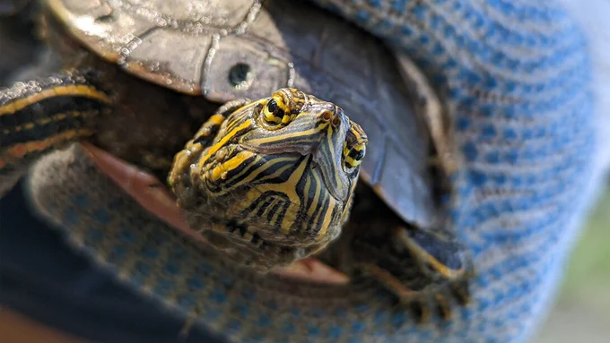 A closeup of a painted turtle being held by a hand wearing a blue glove. (Larkin Powell)