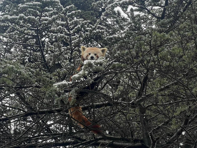 A red panda peeping out from a snow-covered tree.