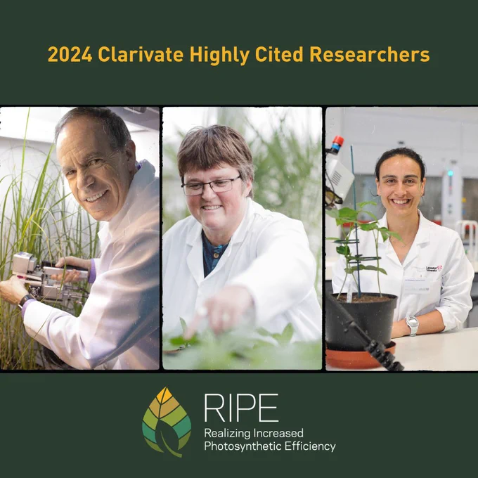 2024 Clarivate Highly Cited Researchers in yellow text on a grey background. Three pictures of scientists (one man, two women) are in the middle of the page with the RIPE project logo at the bottom.