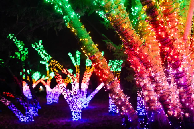 Several tree trunks with many branches are covered in rainbow lights.