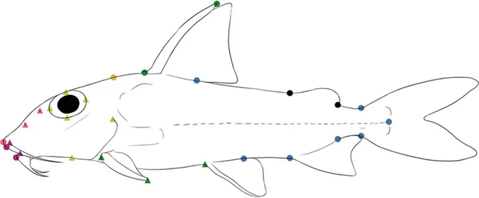 Landmark scheme shown on the left side of a representative catfish. Paired landmarks (triangles) were digitized as two separate right and left landmarks, while medial landmarks (circles) were digitized once. Colors correspond to body regions analyzed for differential rates and modularity: purple = mouth (mouth anterior, mouth left and right, mouth posterior); red = snout (tip of snout, anterior nares, posterior nares); yellow = cranial region (anterior, medial, posterior, and lateral points of the eyes, dorsal and ventral extent of the opercle opening, posterio-medial supraoccipital); green = abdomen (dorsal-, pectoral-, and pelvic-fin origins, dorsal- and pectoral-fin tips); blue = tail (dorsal-fin insertion, cloaca, anal-fin origin and insertion, dorsal and ventral procurrent caudal-fin rays, end of vertebral column). Black dots indicate adipose-fin landmarks, which are absent in many species and not included in comparative analyses.