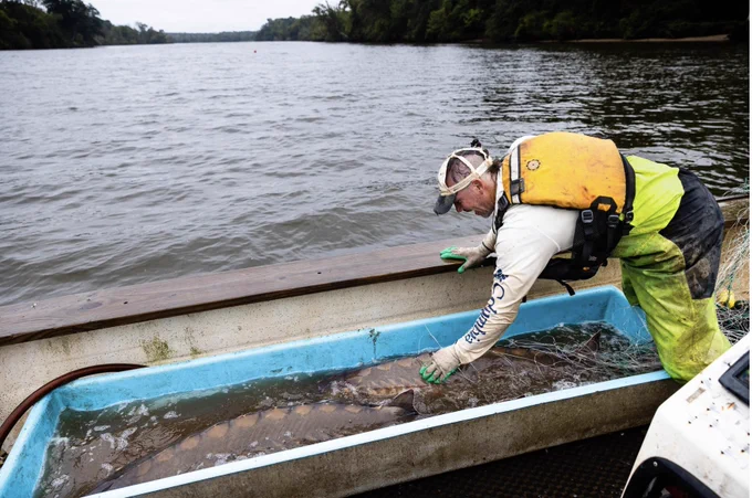 Matt Balazik surveying a large sturgeon in his boat. (Photo by Will Parson/Chesapeake Bay Program)