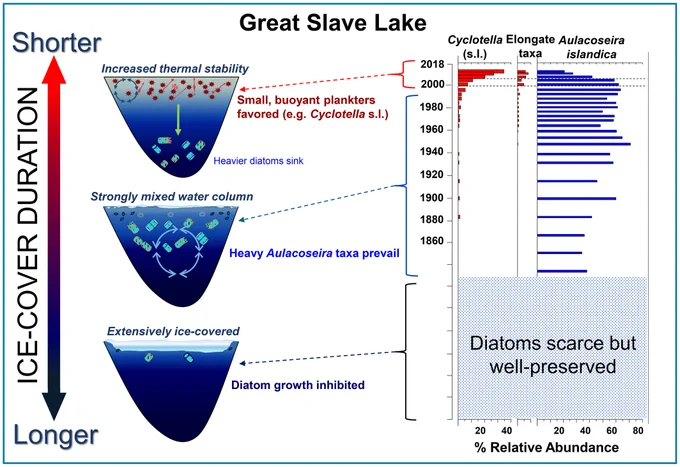 Schematic of the effects of warming on diatom assemblages in Great Slave Lake, a deep Arctic lake in the Northwest Territories.