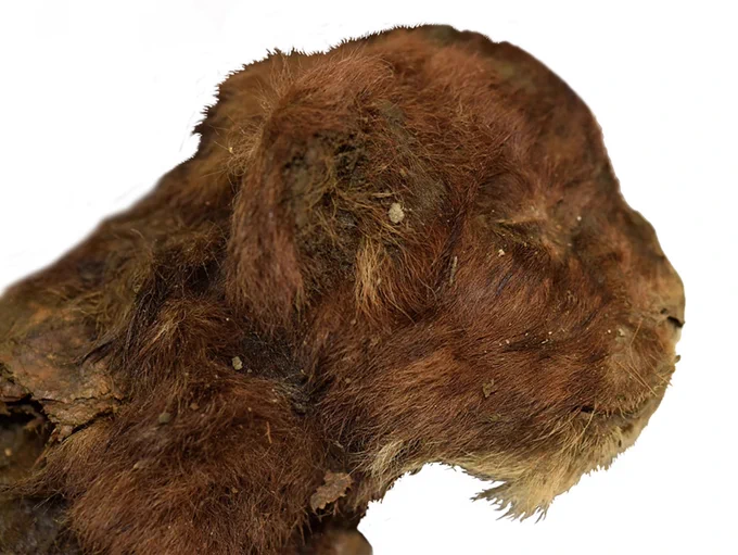 #Accessibility: The side profile of the saber-toothed cat mummy
