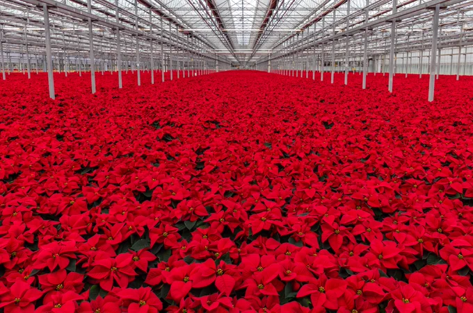 This special day honors Joel Roberts Poinsett and Paul Ecke Jr., key figures in the evolution of the Poinsettia as a modern holiday plant. Joel Roberts Poinsett was responsible for sending clippings of poinsettias to the U.S. from Mexico for cultivation in the 19th century, while Paul Ecke Jr. founded the modern poinsettia industry. National Poinsettia Day was established in 2002 to recognize the death of Joel Roberts Poinsett, for whom the plant was named. The Poinsettia was originally “associated with Christmas Eve celebrations in Mexico” and soon became a traditional plant in the U.S. during the winter holidays due to its growth in popularity.