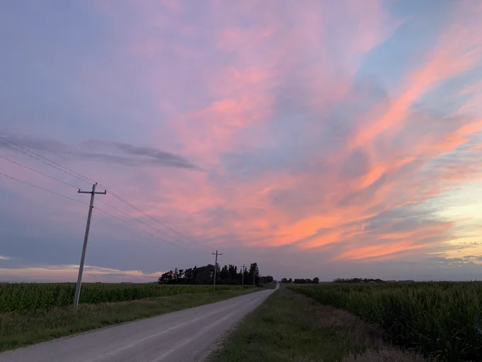 A pink and lavender sunset over corn fields 