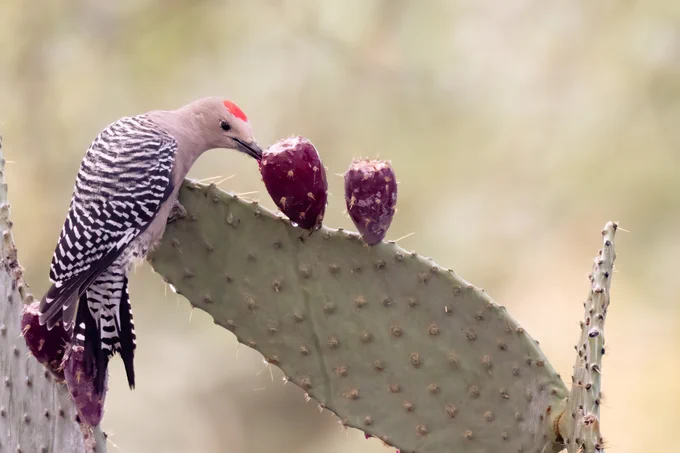 A woodpecker with black and white striped back and a small red cap feeds on prickly pear fruit
