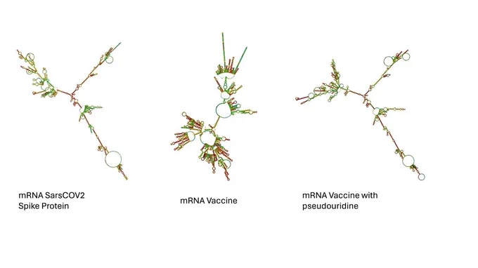The structural differences between Sars Spike protein mRNA unmodified vaccine mRNA and mRNA with pseudouridine 