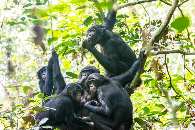 Motion-triggered cameras can record bonobo presence without disturbing the endangered animals. The study used over 27,000 days of camera trap footage in Salonga. © Christian Ziegler / Max Planck Institute of Animal Behavior