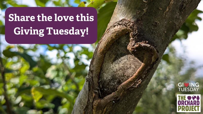 Fruit tree with a heart shaped scar in it and 'share the love this Giving Tuesday' on it