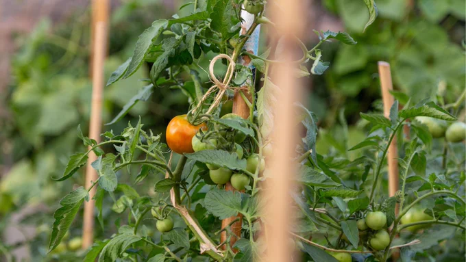 Tomatoes growing in our garden as part of our 85 Green programs.