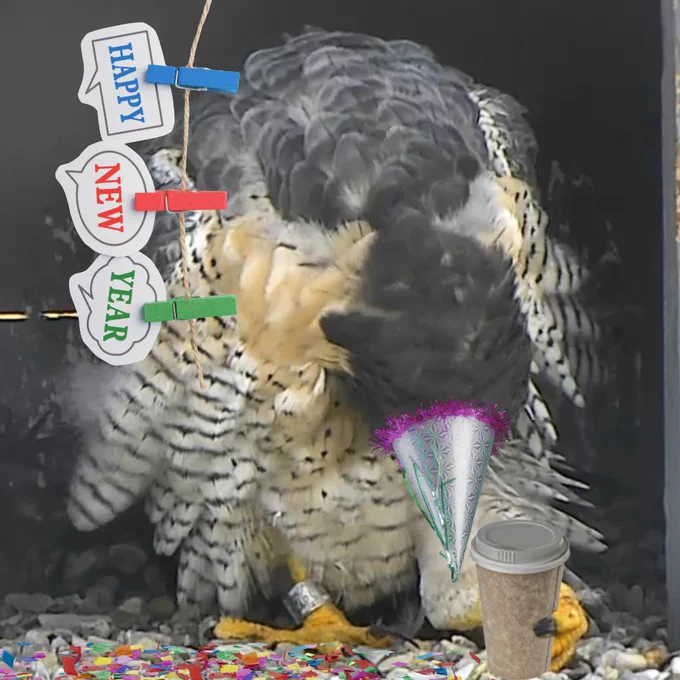 Adult male peregrine falcon in nest box looking downwards. He is Photoshopped to be wearing a party hat and holding a to-go cup of coffee in his left talon. Confetti is Photoshopped strewn all over the ground and a drooping "Happy new Year" banner is Photoshopped in the upper left corner.