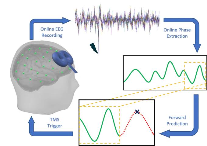 Circular graphic showing TMS trigger leads to online EEG recording leads to online phase recording to forward prediction (and then through the loop again)