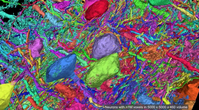 Brightly colored oblong shapes connected by a complex, intertwined and densely packed network of fibers. Caption: A selected subset of neurons from electron-microscopic brain-tissue images reconstructed on Aurora. The picture was generated using a technique akin to AI imaging, called a convolutional neural network. Image courtesy of Argonne National Laboratory from original data provided by Lichtman Lab, Harvard University.