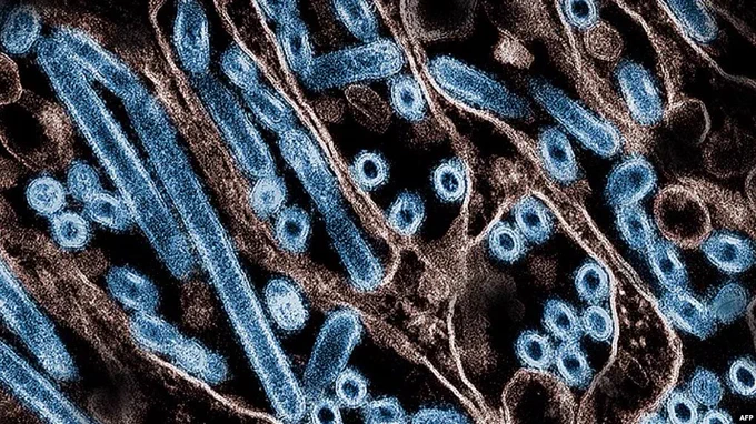 Imagem de microscopia eletrôica mostrando vírus relacionados a influenza aviário (gripe aviária) em azul