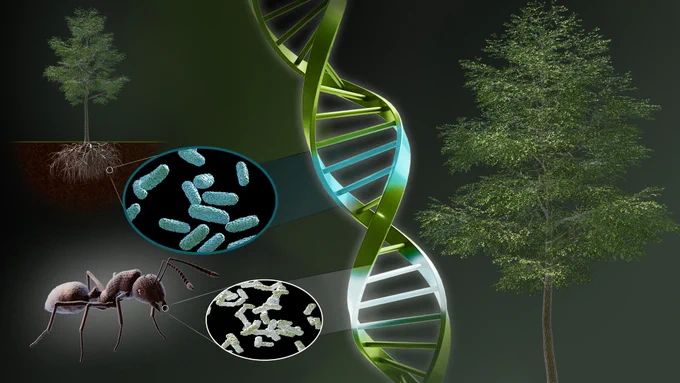 A 3D DNA helix, two poplar trees, and an ant with magnified views of cellular structures.