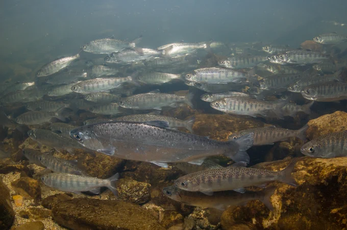 A school of coho salmon