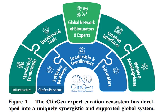 Screenshot of Figure 1: The ClinGen expert curation ecosystem has developed into a uniquely synergistic andsupported global system. The green outer semicircle represents the foundational infrastructure of the consortium, including standards and frameworks, databases, tools, and curation interfaces to support standardized ClinGen curation. This enables the dissemination of ClinGen expert-curated knowledge to the public via the website and knowledgebases. The blue inner semicircle represents the ClinGen leadership and personnel who ensure high-quality curation through the consistent integration of and communication with the Expert Panels and providing ongoing support and intensive training and guidance. The cornerstone of ClinGen is its international network of global experts and biocurators who contribute to the creation of the curation work products to advance genomic medicine.