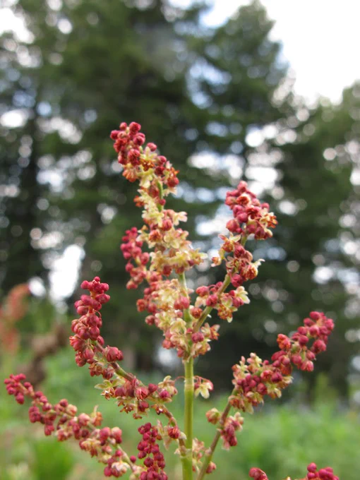 A photo of Rumex hastatulus, a flowering plant with clusters of small, red flowers. 
