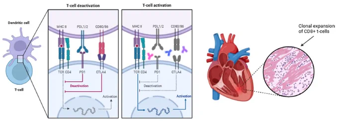 Schematic overview of immune checkpoint-inhibitor-related myocarditis. 
Modified from:  Seidel JA, Otsuka A, Kabashima K (2018) Anti-PD-1 and Anti-CTLA-4 Therapies in Cancer: Mechanisms of Action, Efficacy, and Limitations. Front Oncol 8:86. https:// doi. org/ 10. 3389/ fonc.2018. 00086