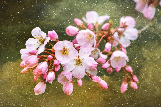 A branch of delicate, pale-pink cherry blossom with a dark background of mottle-green, and brown hues, dotted with tiny, white flakes of snow.