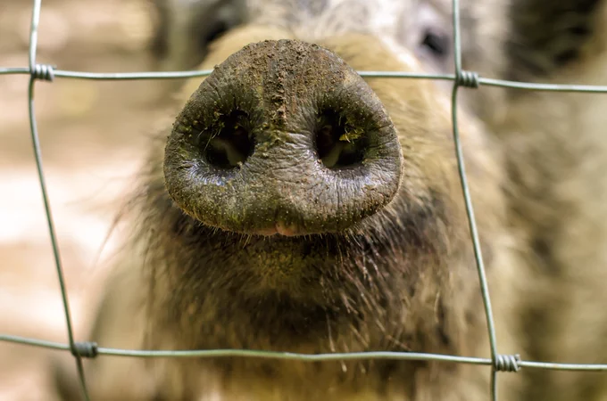 Wild boar's dirty snout behind metal mesh, close-up, blurred background