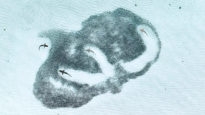 The hunt from above by Dr Angela Albi show four sharks hunting schooling fish in the Maldives. (Drone pilot: August Paula)