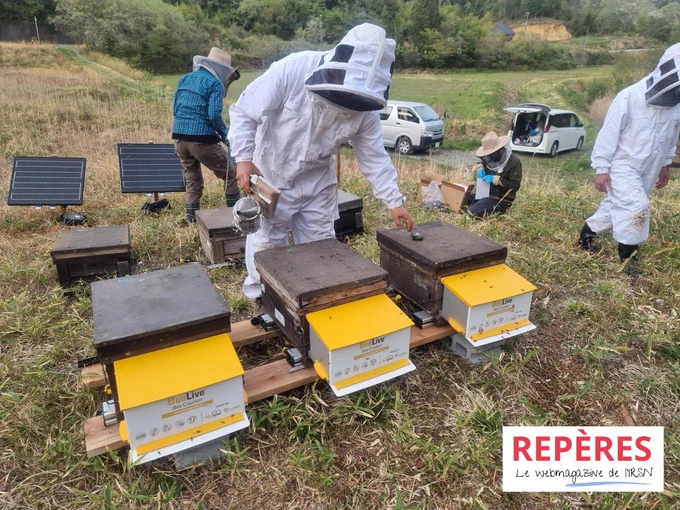 Des chercheurs du projet #Beerad interviennent sur les ruches implantées  à 20 km de la centrale de #Fukushima Daiichi. en avril 2023. Ils évaluent la santé de la population d’abeilles en général et réalisent des prélèvements d’individus pour des analyses physiologiques plus poussées, notamment immunitaires.  © Béatrice GAGNAIRE / IRSN