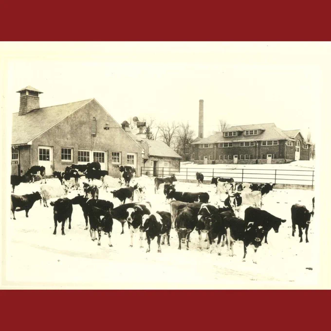 Black and white photograph of a herd of cows on the Mass Aggie farm with farm buildings behind them.
