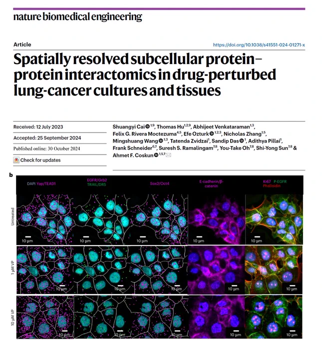 Protein–protein interactions (PPIs) regulate signalling pathways and cell phenotypes, and the visualization of spatially resolved dynamics of PPIs would thus shed light on the activation and crosstalk of signalling networks. Here we report a method that leverages a sequential proximity ligation assay for the multiplexed profiling of PPIs with up to 47 proteins involved in multisignalling crosstalk pathways. We applied the method, followed by conventional immunofluorescence, to cell cultures and tissues of non-small-cell lung cancers with a mutated epidermal growth-factor receptor to determine the co-localization of PPIs in subcellular volumes and to reconstruct changes in the subcellular distributions of PPIs in response to perturbations by the tyrosine kinase inhibitor osimertinib. We also show that a graph convolutional network encoding spatially resolved PPIs can accurately predict the cell-treatment status of single cells. Multiplexed proximity ligation assays aided by graph-based 