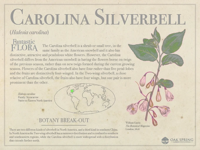 The Carolina silverbell (Halesia carolina) is a shrub or small tree, in the same family as the American snowbell and it also has distinctive, attractive and pendulous white flowers. However, the Carolina silverbell differs from the American snowbell in having the flowers borne on twigs of the previous season, rather than on new twigs formed during the current growing season. Flowers of the Carolina silverbell also have four rather than five petal-lobes and the fruits are distinctively four-winged. In the Two-wing silverbell, a close relative of Carolina silverbell, the fruits also have four wings, but one pair is more prominent than the other. 

There are two different kinds of silverbell in North America, and a third kind in southern China. In North America the Two-wing silverbell has a narrower distribution and is confined to southern and southeastern regions, while the Carolina silverbell is more widespread with a distribution that extends further north.