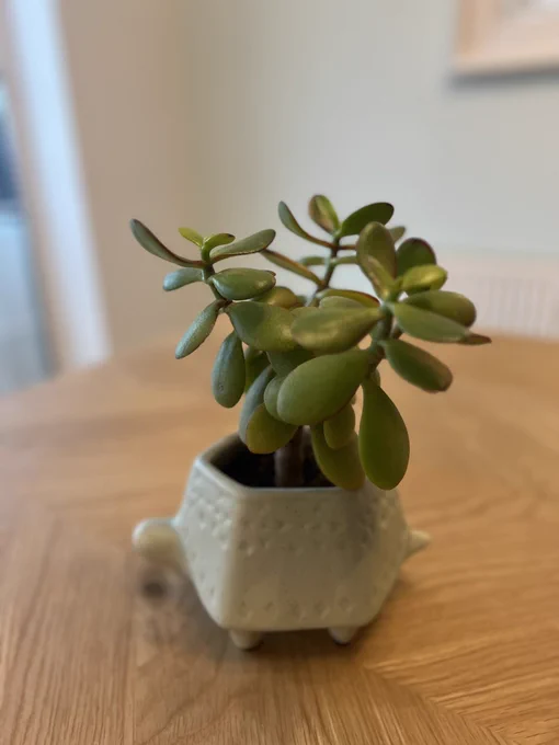 This is bulbasaur a gorgeous houseplant growing out of a pot shaped like a tortoise