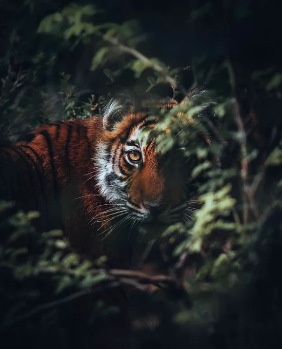 Words by Luke : This has to be one of my favourite moments as a photographer, seeing wild Bengal cubs face to face in the wild, no one else around but myself and the ranger. We stayed here watching them play in the jungle for a good hour before they wandered deeper into the lush jungle