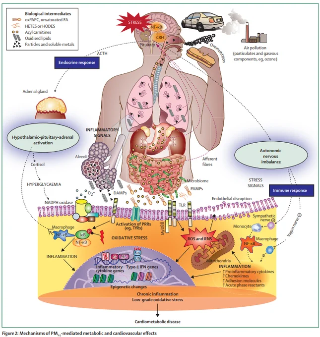 ACTH=adrenocorticotropic hormone. AMP=activated molecular patterns. CRH=corticotropin releasing hormone. DAMPs=disease-activated molecular patterns. FA=fatty acids. HETES=hydroxyeicosatetraenoic acids. HODES=hydroxyoctadecadienoates. IFN=interferon. IκB=IκB kinase. MyD88=myeloid differentiation primary response protein 88. NADPH=nicotinamide adenine dinucleotide phosphate. NF-κB=nuclear factor κB. oxPAPC=oxidised phospholipid 1-palmitoyl-2-arachidonoyl-sn-glycero-3-phosphorylcholine. PAMPs=pathogen. PRRs=pattern recognition receptors. RNS=reactive nitrogen species. ROS=reactive oxygen species. TfR=transferrin receptor. TLR=toll-like receptors.