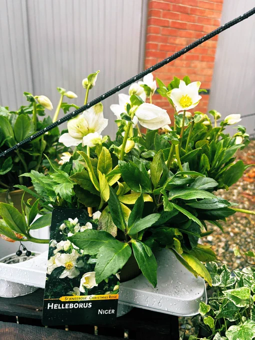Helleborus in bloom