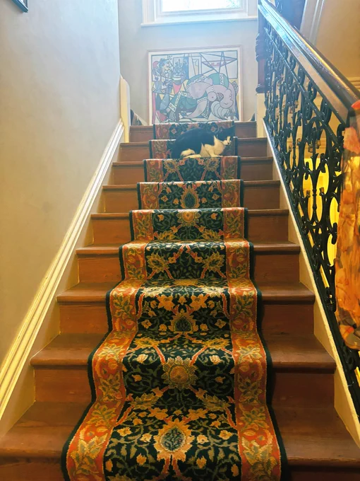 Black & white cat on stairs
