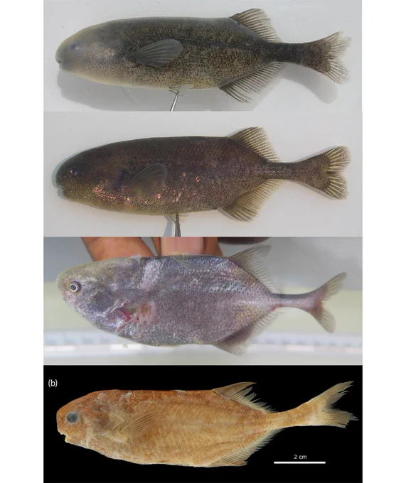 Dierickx, K., Wamuini Lunkayilakio, S., Bills, R., & Vreven, E. (2024). Morphometric synthesis of 𝑃𝑜𝑙𝑙𝑖𝑚𝑦𝑟𝑢𝑠 (Teleostei, Mormyridae) with the description of four new species. Journal of Fish Biology, 1–47. https://doi.org/10.1111/jfb.15983