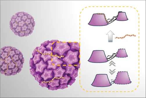 Schematic representation of HPV16 capsomer dynamics upon glycan binding. Binding of a long heparan sulfate (HS) molecule to multiple aligned binding sites stabilizes the structure in its extended conformation. IMAGE: Yuzhen Feng
