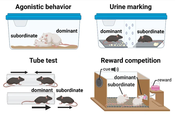 behavioral assays for mice