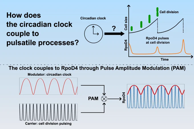 Graphical abstract illustrating how the cyanobacterial circadian clock couples to pulsatile processes. The clock couples to RpoD4 through Pulse Amplitude Modulation (PAM). Graphic by Chao Ye.