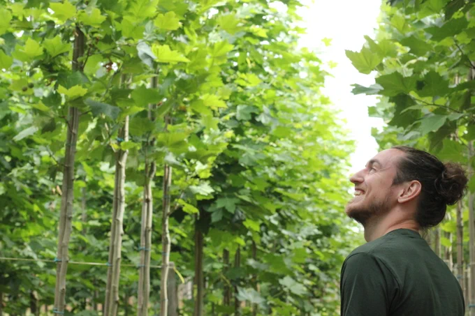 Photograph of a man looking up at some young trees